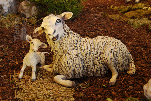 Schaf_Widder_Opfertier_3